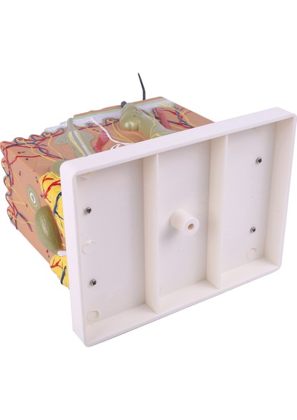 Cilt Modeli, 50X Cilt ve Saç Yapısı Büyütme Modeli Anatomik Model Anatomi, Bilim Sınıfı Çalışması Ekran Öğretim Modeli (Yurt Dışından) fırsatları