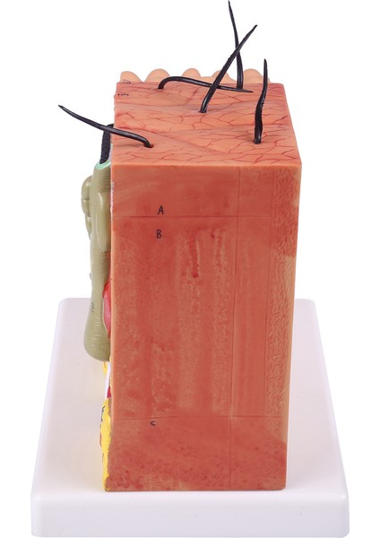 Cilt Modeli, 50X Cilt ve Saç Yapısı Büyütme Modeli Anatomik Model Anatomi, Bilim Sınıfı Çalışması Ekran Öğretim Modeli (Yurt Dışından) indirimleri