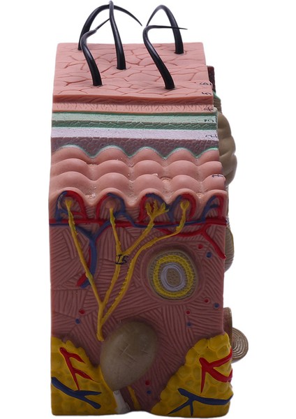 Cilt Modeli, 35X Cilt ve Saç Yapısı Genişleme Modeli Anatomik Model Anatomi Bilim Sınıfı Çalışma Ekran Öğretim Modeli (Yurt Dışından) indirimleri