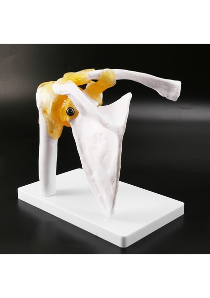 Insan Omuz Modeli, Anatomik Olarak Doğru Omuz Iskeleti Modeli Yaşam Boyu Insan Iskeleti Anatomi Bilim Sınıfı Çalışma Ekran Öğretim Modeli (Yurt Dışından) modelleri