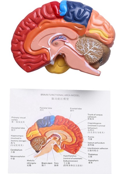 Serebral Anatomik Model Anatomi 1: 1 Yarı Beyin Beyin Saklığı Öğretim Laboratuvarı Malzemeleri (Yurt Dışından) modelleri