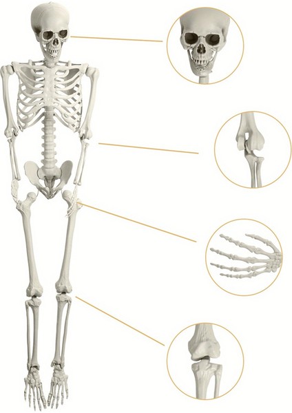 Cadılar Bayramı Iskeleti Dekorasyonu, Hareketli Eklemlerle Olumlu Tam Vücut Iskeleti, Bahçe, Bahçe, Çim, Veranda Için Ürkütücü Pervane (Yurt Dışından) modelleri