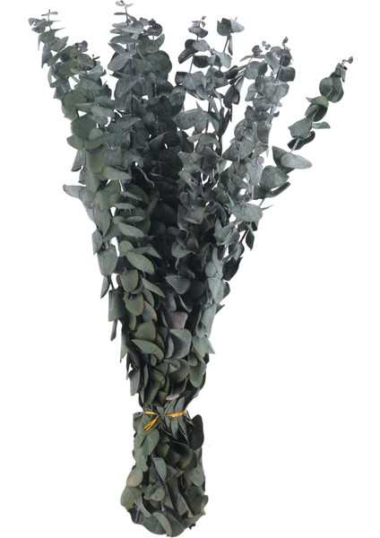 16PCS Korunmuş Kurutulmuş-Okaliptüs-Dallar, Duş Için 17IN Taze Okaliptüs Bitkisi, Vazo Dolgu Için Gerçek Okaliptüs Demeti (Yurt Dışından)
