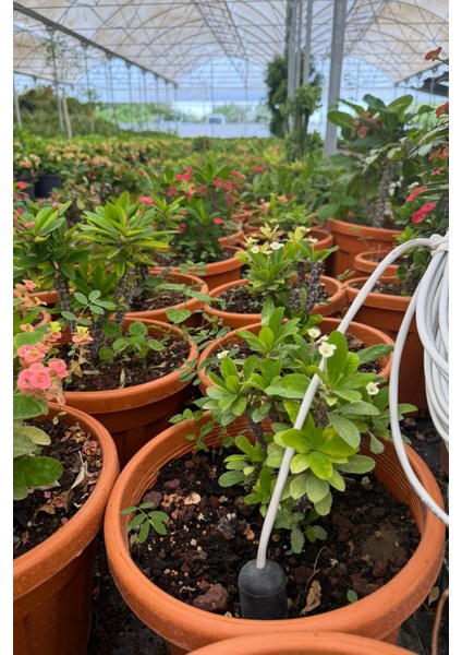 Toprak Nem Sensörü Gelişmiş Paket