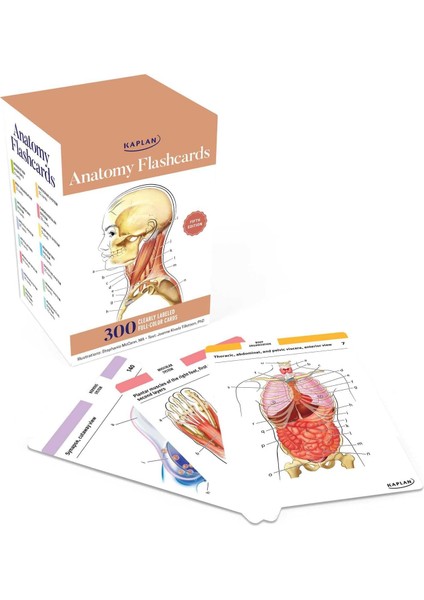 Anatomy Flashcards: 300 Flashcards With Anatomically Precise Drawings And Exhaustive Descriptions