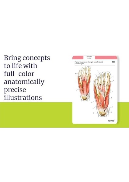 Anatomy Flashcards: 300 Flashcards With Anatomically Precise Drawings And Exhaustive Descriptions fiyatları