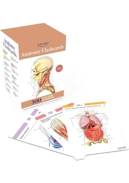 Anatomy Flashcards: 300 Flashcards With Anatomically Precise Drawings And Exhaustive Descriptions modelleri