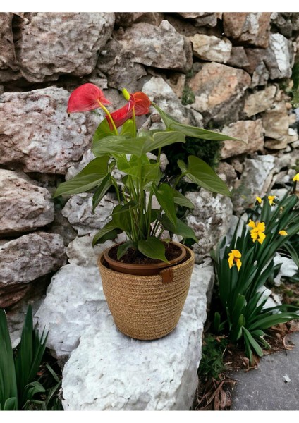 Dekoratif Jüt Hasır Saksılık Havluluk Organizer 30X30 cm