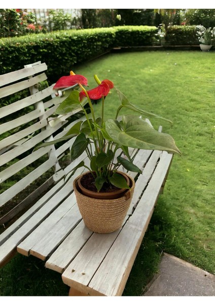 Dekoratif Jüt Hasır Saksılık Havluluk Organizer 30X30 cm fiyatları