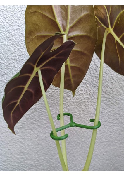 Bitki Gövde Destek ve Sabitleme Klipsi | Dikey Büyüme Için Pratik Bitki Tutucu (4'lü Set) indirimleri