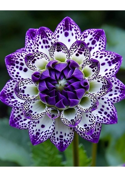 5 Adet Yıldız Dahlıa Çiçek Soğanı Lacivet Beyaz Renk.yumru Boyu 8 Cm... fiyatları