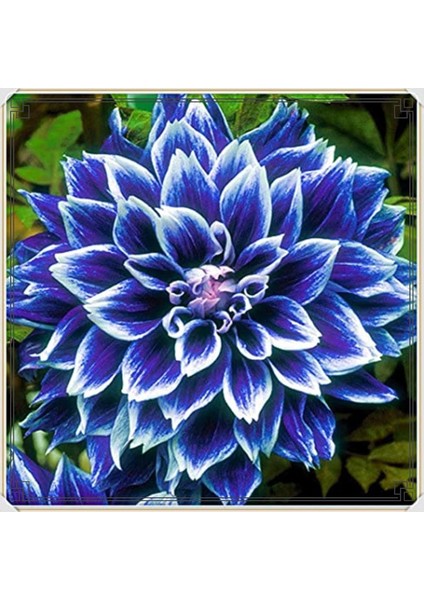 5 Adet Yıldız Dahlıa Çiçek Soğanı Lacivet Beyaz Renk.yumru Boyu 8 Cm... fırsatları