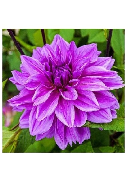3 Adet Yıldız Soğanı Dahlia Lilac Time Soğanı 1 Adet Dev Yıldız Çiçeği Boy 120 cm ...