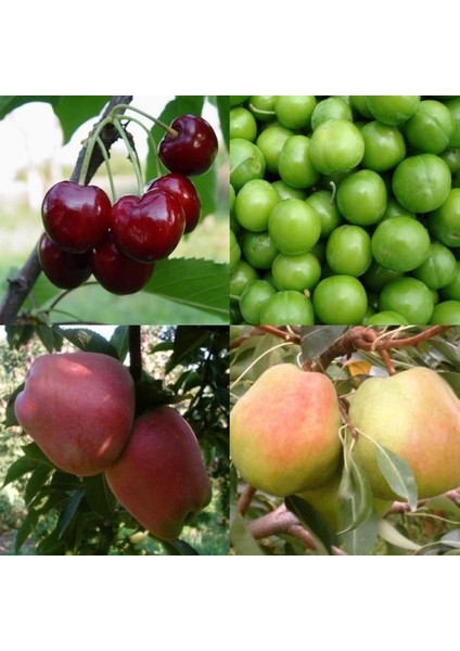 4 Çeşit Meyve Fidanı Paketi (Kiraz-Erik-Armut-Elma)