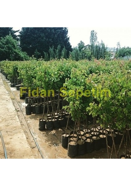 4 Çeşit Meyve Fidanı Paketi (Kiraz-Erik-Armut-Elma) fiyatları