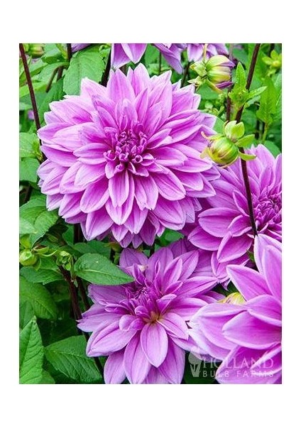 3 Adet Yıldız Soğanı Dahlia Lilac Time Soğanı Dev Yıldız Çiçeği Boy 120 Cm.... fiyatları