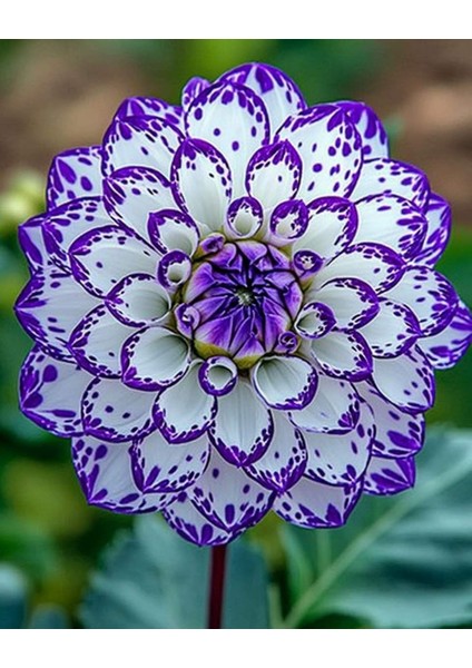 5 Adet Yıldız Dahlıa Çiçek Soğanı Lacivet Beyaz Renk.yumru Boyu 8 Cm...