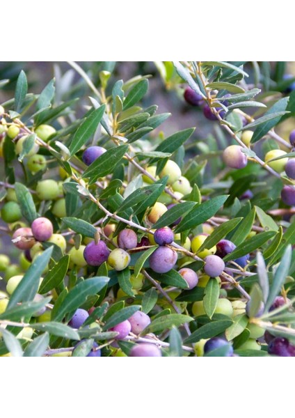 3 Yaş Arbequina Zeytin Fidanı