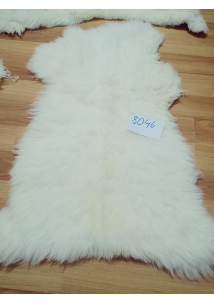 Doğal Işlenmemiş Hiç Kırpılmamış Gerçek Koyun Postu , Halı, Oldukça Etli Posteki