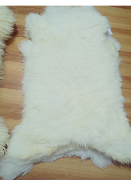 Doğal Işlenmemiş Hiç Kırpılmamış Gerçek Koyun Postu , Halı, Oldukça Etli Posteki