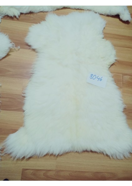 Doğal Işlenmemiş Hiç Kırpılmamış Gerçek Koyun Postu , Halı, Oldukça Etli Posteki