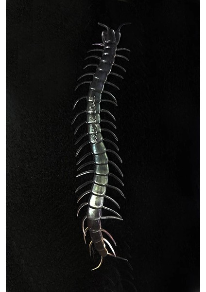 Şeffaf Renk Karanlıkta Parlayan Fosforlu Kırkayak 13 cm 1 Adet fiyatları