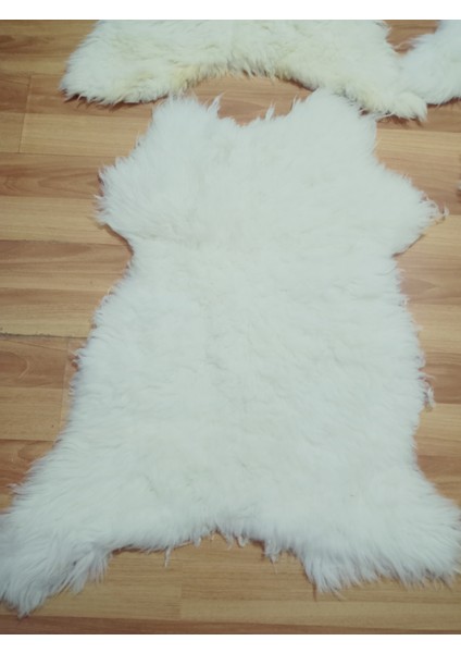 Doğal Işlenmemiş Hiç Kırpılmamış Gerçek Koyun Postu , Halı, Oldukça Etli Posteki