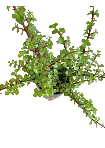 Canlı Yeşim Ağacı Para Çiçeği Fidanı 10-20 cm