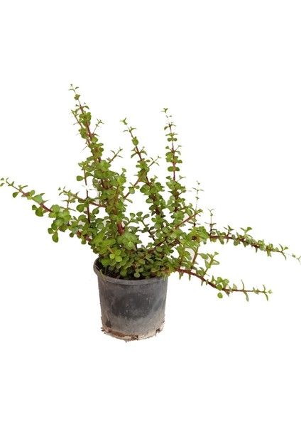 Canlı Yeşim Ağacı Para Çiçeği Fidanı 10-20 cm fiyatları