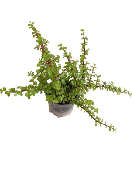 Canlı Yeşim Ağacı Para Çiçeği Fidanı 10-20 cm modelleri