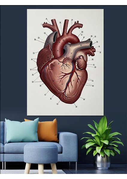 Kalp Anatomik Detaylı Sanat Dekoratif Kanvas - Mdf Ahşap Tablo