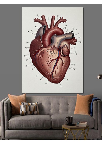 Kalp Anatomik Detaylı Sanat Dekoratif Kanvas - Mdf Ahşap Tablo fiyatları