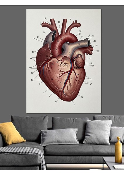 Kalp Anatomik Detaylı Sanat Dekoratif Kanvas - Mdf Ahşap Tablo modelleri