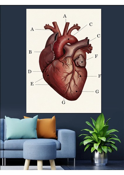 Anatomik Insan Kalp Çizimi Dekoratif Kanvas - Mdf Ahşap Tablo