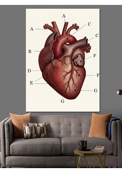 Anatomik Insan Kalp Çizimi Dekoratif Kanvas - Mdf Ahşap Tablo fiyatları