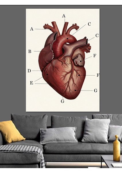Anatomik Insan Kalp Çizimi Dekoratif Kanvas - Mdf Ahşap Tablo modelleri