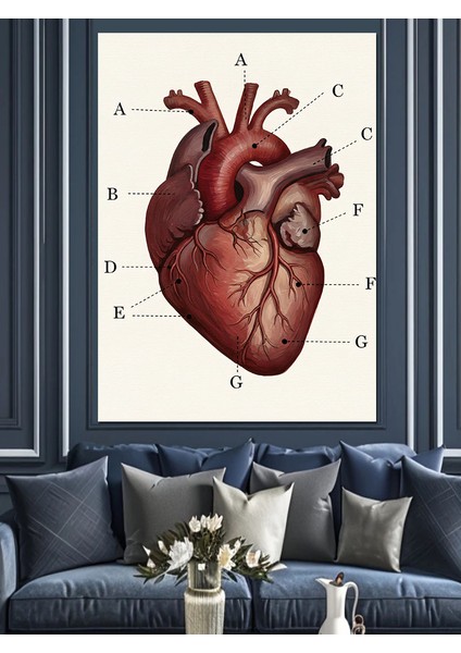 Anatomik Insan Kalp Çizimi Dekoratif Kanvas - Mdf Ahşap Tablo fırsatları