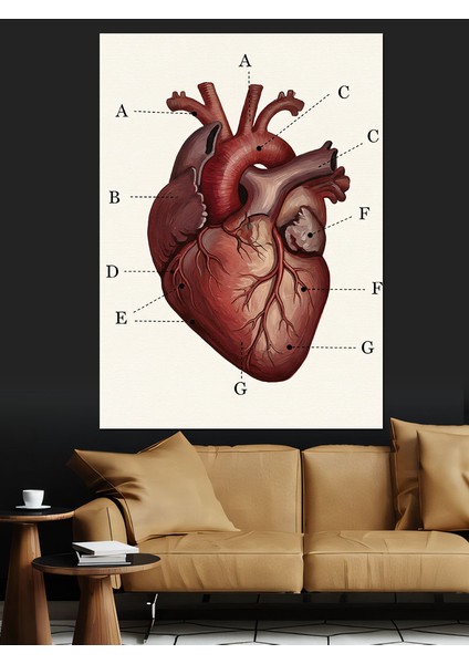 Anatomik Insan Kalp Çizimi Dekoratif Kanvas - Mdf Ahşap Tablo indirimleri
