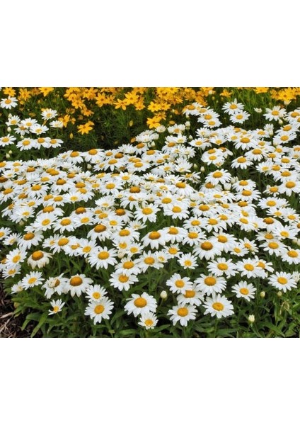 BEYAZ PAPATYA ÇİÇEĞİ 10 ADET - SAKSIDA ÇOK YILLIK fırsatları