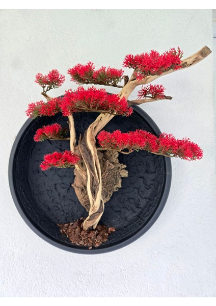 El Yapımı Driftwood Bonsai – Kırmızı Yapay Çiçekli Duvar Dekoru