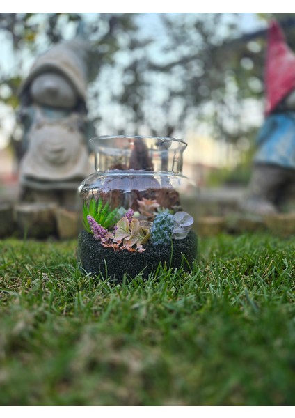 El Yapımı Cam Teraryum – Siyah Kumlu Ağaç Dokulu Kaktüs & Sukulent Masaüstü Dekor modelleri