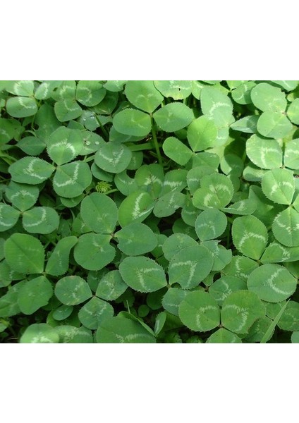 Süs Yoncası (Üçgül) Tohumu (25 Kg) fiyatları