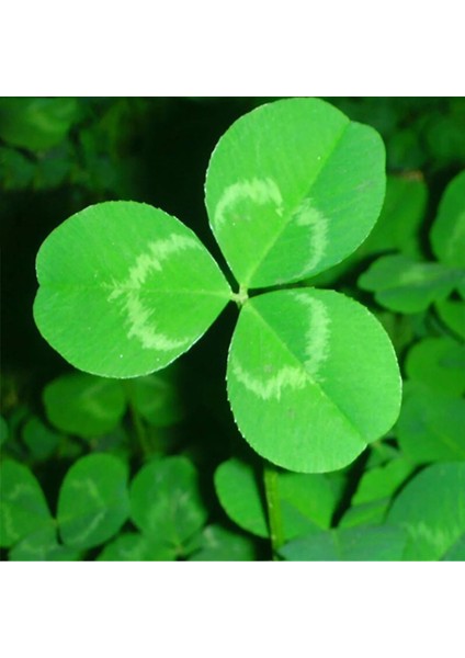 Süs Yoncası (Üçgül) Tohumu (25 Kg) modelleri