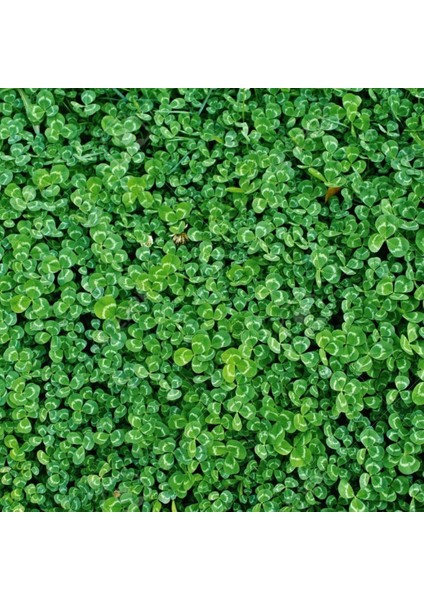 Süs Yoncası (Üçgül) Tohumu (25 Kg) fırsatları