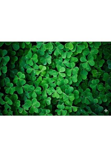 Süs Yoncası (Üçgül) Tohumu (25 Kg) indirimleri