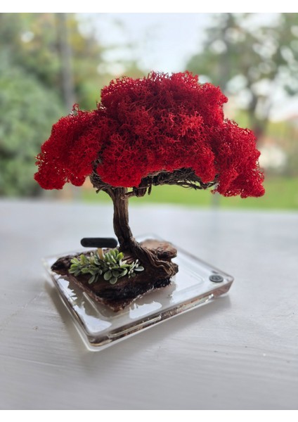 El Yapımı Kırmızı Bonsai Ağaç Dekoru – Doğal Dal Gövde & Akrilik Tabanlı Masaüstü Süs indirimleri