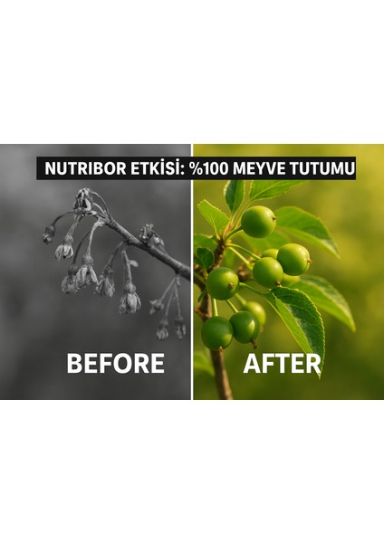 Compo Expert Nutribor Suda Çözünür Bor Gübresi 1 Kg - Çiçek ve Meyve Tutumu Artırıcı - Magnezyum ve Çinko Katkılı