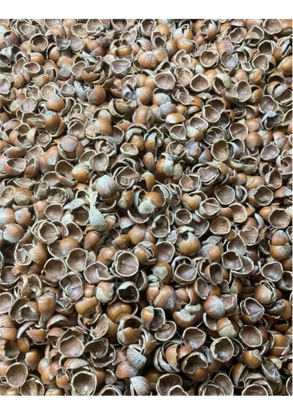 2.5 kg Fındık Kabuğu: Ekonomik Yakıt, Hızlı Tutuşturucu ve Mangal Közü %100 Doğal | [çok Amaçlı] indirimleri