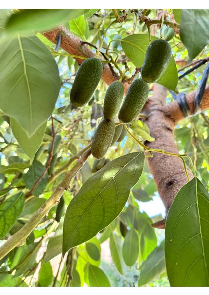 Taze Bebek (Baby) Çekirdeksiz Avokado - 1 kg fiyatları