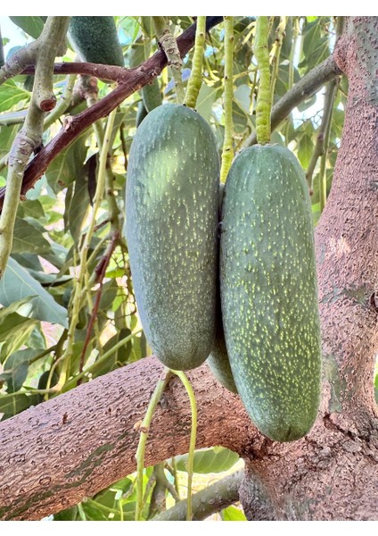 Taze Bebek (Baby) Çekirdeksiz Avokado - 1 kg modelleri